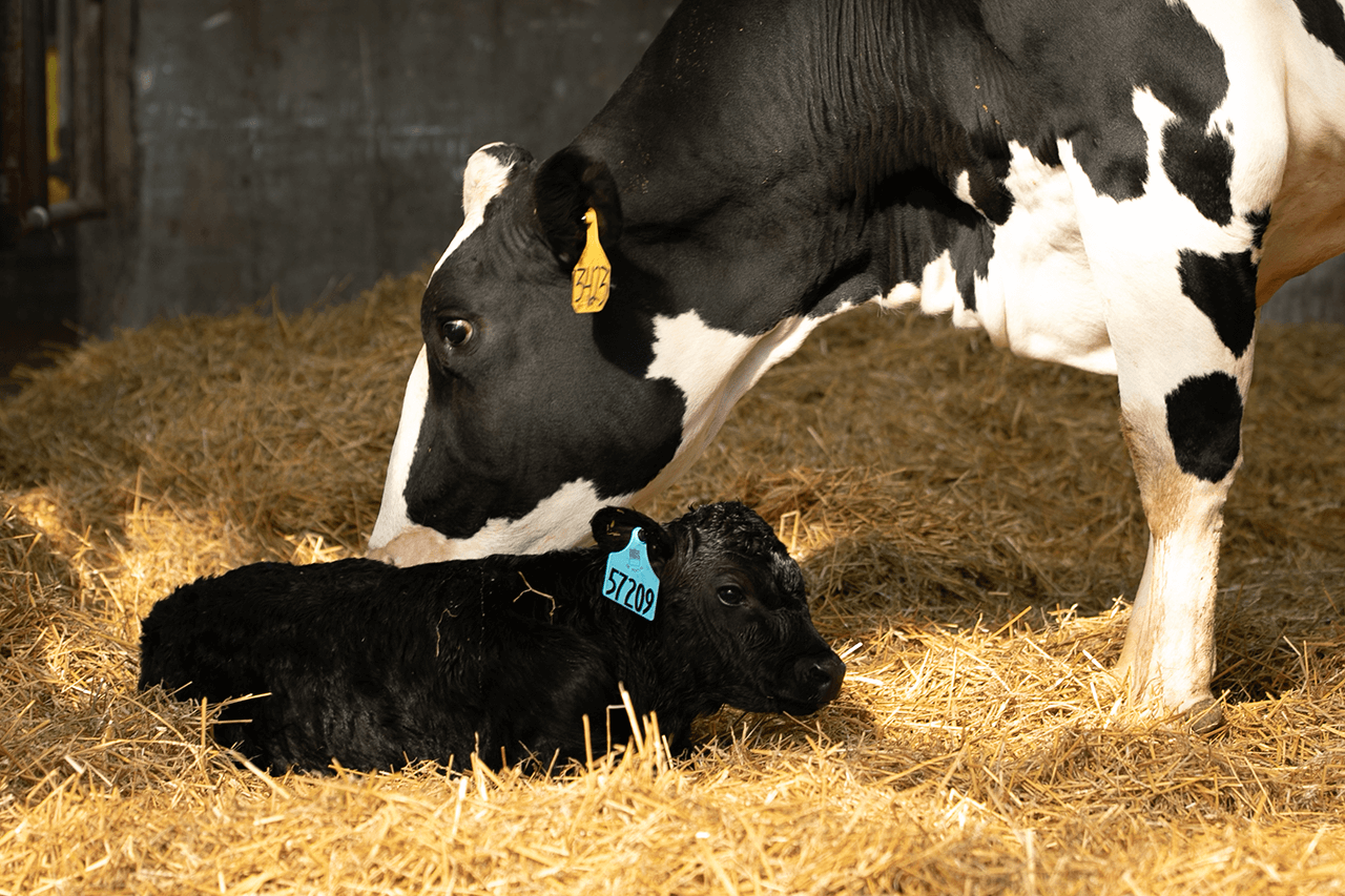 Dairy cow licking off newborn dairy beef crossbred calf