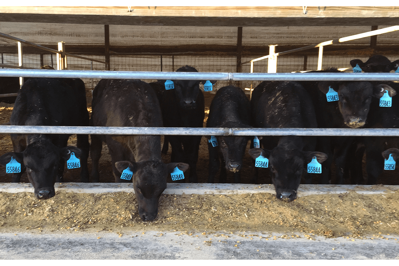 Group of dairy-beef crossbreds at a feed bunk