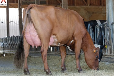 F1 Norwegian Red x Holstein two-way crossbred