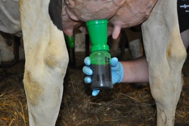 Applying Valiant teat dip to a Holstein cow.