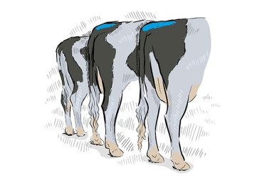 Illustration of Holstein cows with blue tail paint.