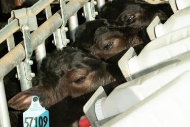 Group of beef on dairy crossbred calves drinking from bottles