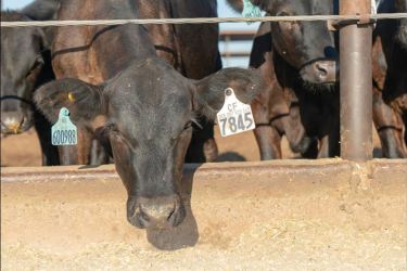 Young beef on dairy crossbred at feed bunk