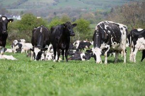 Ingenuity cows in field