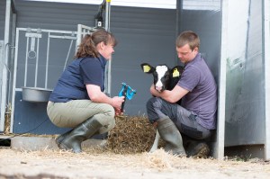 Genomic testing calf