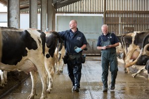 Staff monitoring cows