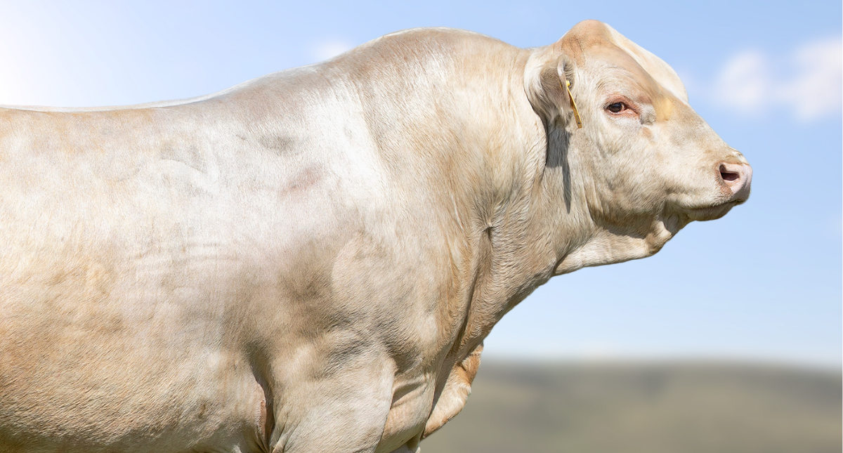 Charolais