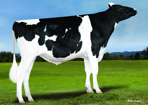 Holstein